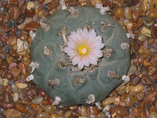 Lophophora Williamsii in flower